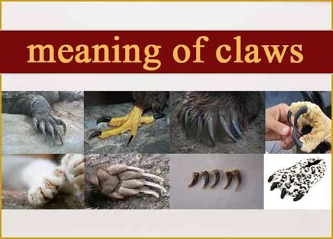 Claw Meaning .
